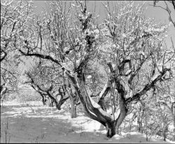 Leafless trees covered in snow stand in a snowy field under a clear sky.