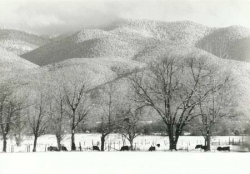 Black-and-white photo of snow-covered fields, leafless trees, grazing cows, and mountains in the background.