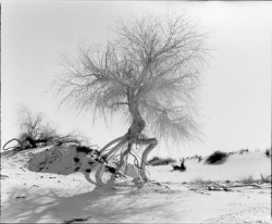 A leafless tree with exposed roots stands on sandy, uneven terrain in a dry, barren landscape.