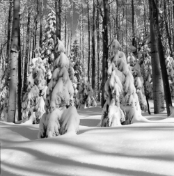 Snow-covered pine and aspen trees in a forest with deep snow blanketing the ground under a clear sky.