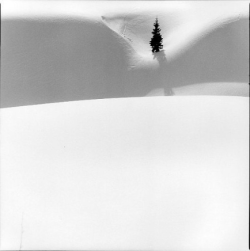 A single evergreen tree casts a shadow on a snowy hill under bright, clear conditions.