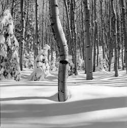 Snow-covered forest with tall, leafless trees casting shadows on the undisturbed snow during winter.