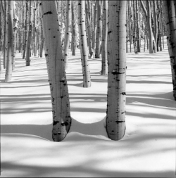 Black-and-white photo of aspen trees standing in a snowy forest, with long shadows cast across the snow.