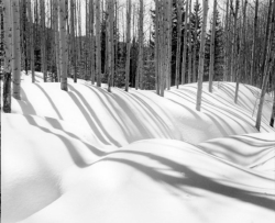 Snow-covered ground with tall, leafless trees casting long shadows in a forested area during winter.