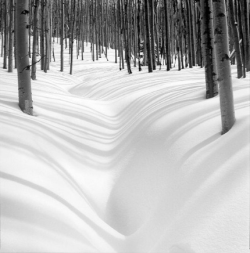 Vertical tree trunks cast shadows on deep, undisturbed snow with a path winding through the snowy forest.