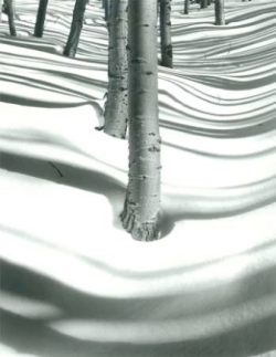 Tree trunks in deep, undisturbed snow with shadows creating wavy patterns on the snow's surface.
