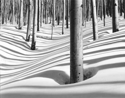 Tall trees cast long shadows on a snow-covered forest floor, creating patterns of light and dark lines.