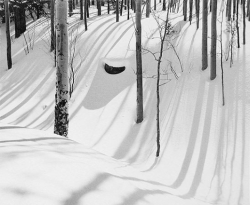 Snow-covered forest with tree shadows stretching across the ground; a crescent-shaped shadow is visible in the center.