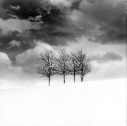 Four leafless trees stand on a snowy hill under a cloudy sky in a black-and-white photograph.