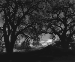 Two leafless trees with intricate branches frame a cloudy sky and distant hill in a black and white landscape.