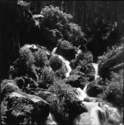 A black and white photo of a rocky stream with water flowing over rocks and surrounded by dense vegetation.