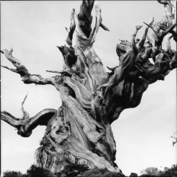 Black and white photo of a gnarled, ancient tree with twisted, leafless branches against a clear sky.