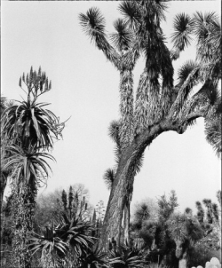 Black and white photo of desert plants, including a tall Joshua tree and several smaller spiky-leaved succulents.