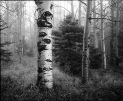 Black and white photo of birch trees and evergreen trees in a misty, grassy forest setting.