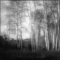 Leafless birch trees stand closely together in a grassy area with hills and cloudy sky in the background.