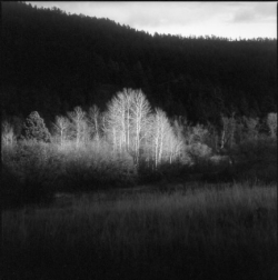 Sunlight illuminates a small group of leafless trees in a dark, wooded landscape with hills in the background.