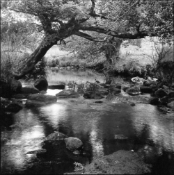 A stream flows over rocks under a tree with arched branches, surrounded by grasses and bushes.
