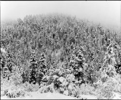 Dense forest covered in snow with fog obscuring the tops of trees on a hillside.