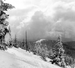 Snow-covered trees on a mountain slope with a cloudy sky in the background.