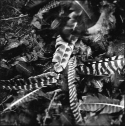 Black and white photo of striped feathers scattered on the ground among leaves and grass.