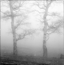 Two leafless trees stand in a foggy landscape with low visibility and bare ground.