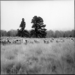 A flock of sheep stands in a grassy field with trees and a stone wall in the background under an overcast sky.
