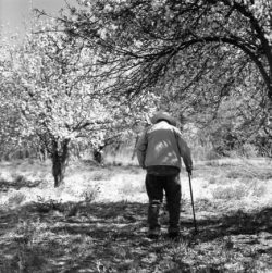 An elderly person with a cane walks under blossoming trees in a sunlit outdoor setting.