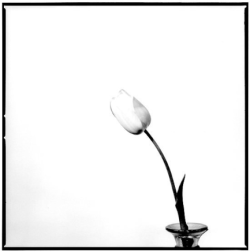 A single tulip with a curved stem in a glass vase against a plain white background.