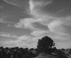 Black and white landscape with wispy clouds in the sky and scattered trees on rolling hills.