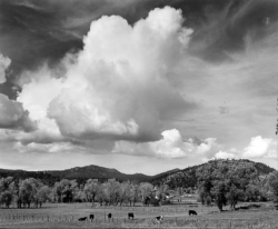 Cows graze in a fenced field with trees, hills, and large clouds filling the sky in the background.
