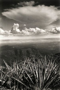 Spiky desert plants in the foreground with mountains and a large cloud formation in the distance under a partly cloudy sky.