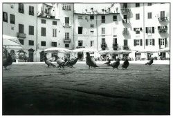 A group of pigeons stands on a cobblestone plaza with buildings and outdoor umbrellas in the background.