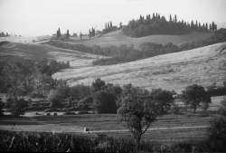 Black and white photo of rolling hills with scattered trees and hay bales under a clear sky.
