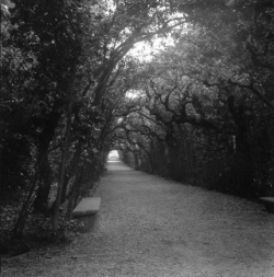 A gravel path lined with curved, overhanging trees and benches on each side, forming a shaded tunnel effect.