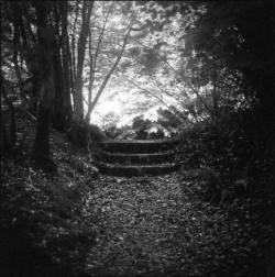 Black and white photo of a wooded path with stone steps leading upward, surrounded by dense trees and foliage.