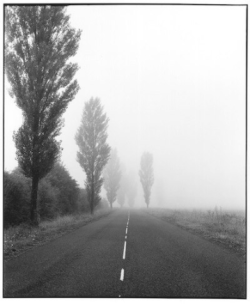 A straight road lined with tall trees fades into dense fog, obscuring the distance on both sides.