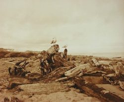 Two seagulls perch on driftwood scattered along a sandy beach under a cloudy sky.